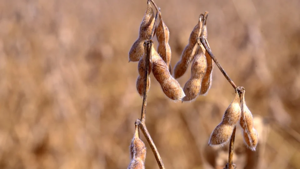 Soja em Roraima: projeções para a colheita são positivas em 2024