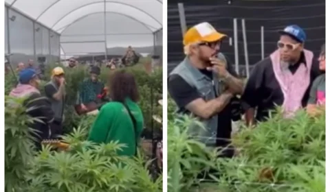 Planet Hemp grava clipe em plantação de maconha