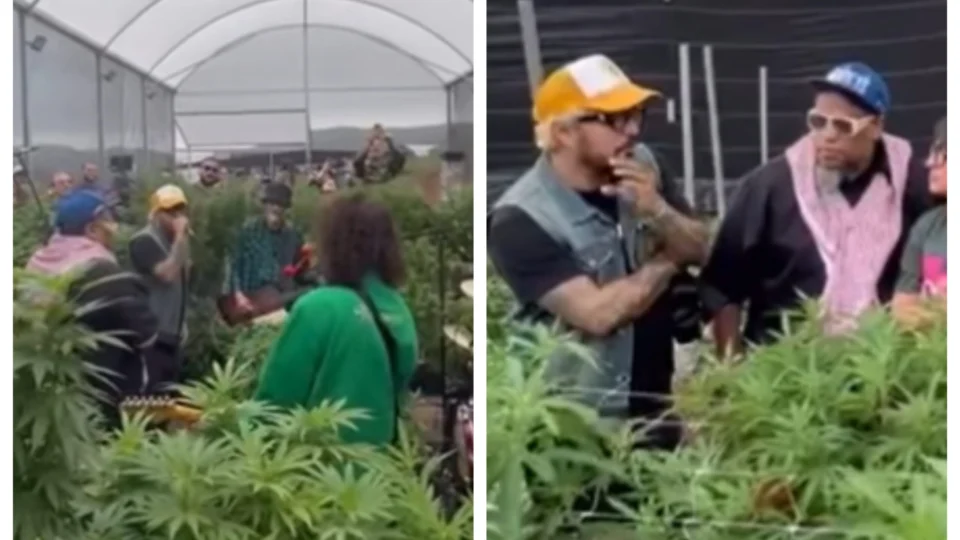 Planet Hemp grava clipe em plantação de maconha