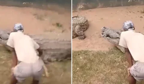 VÍDEO FORTE: cuidador tem órgão genital quase arrancado por crocodilo em acidente