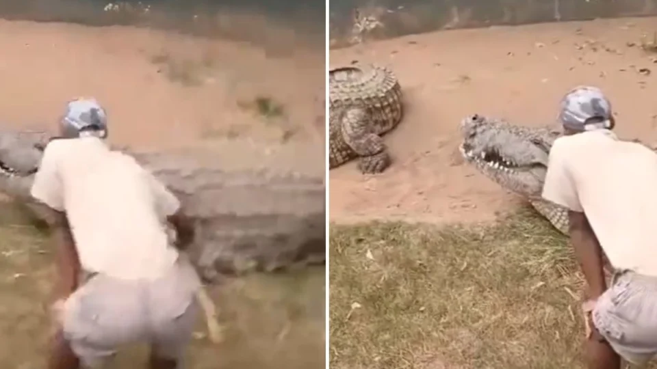 VÍDEO FORTE: cuidador tem órgão genital quase arrancado por crocodilo em acidente