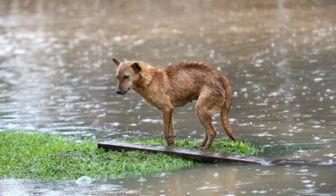 Cães Resgatados no RS: veja como foi a adoção em Brasília