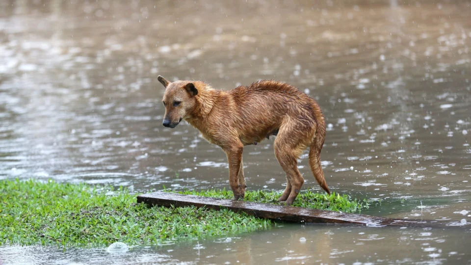Cães Resgatados no RS: veja como foi a adoção em Brasília