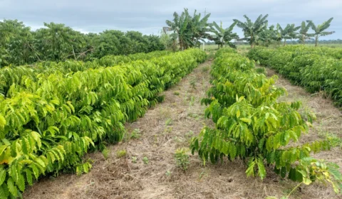 Produção de café chama atenção em Acrelândia-AC