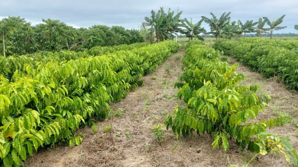 Produção de café chama atenção em Acrelândia-AC