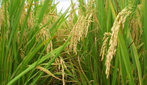 Governo garante abastecimento de arroz e autoriza Conab a importar