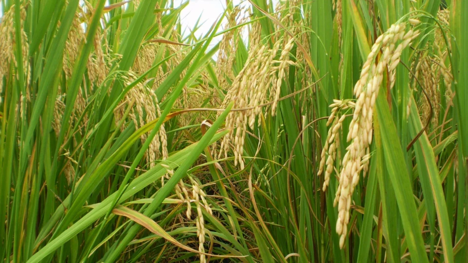 Governo garante abastecimento de arroz e autoriza Conab a importar