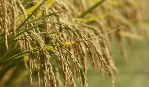 Arroz: ‘Eles vão voltar para a realidade’, diz Fávaro sobre o Mercosul