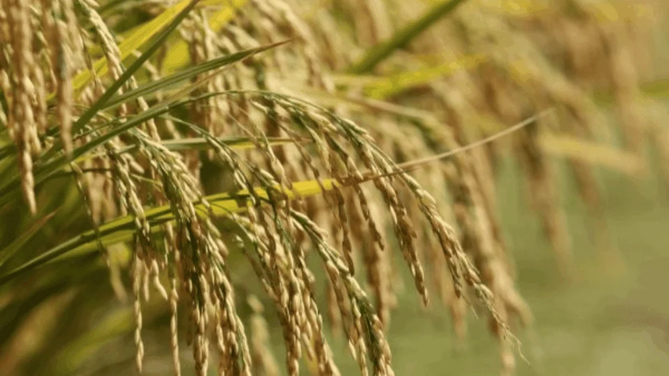 Arroz: ‘Eles vão voltar para a realidade’, diz Fávaro sobre o Mercosul