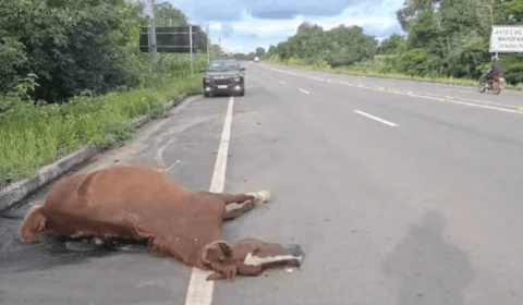 Égua morre atropelada por carro na rodovia AM-070