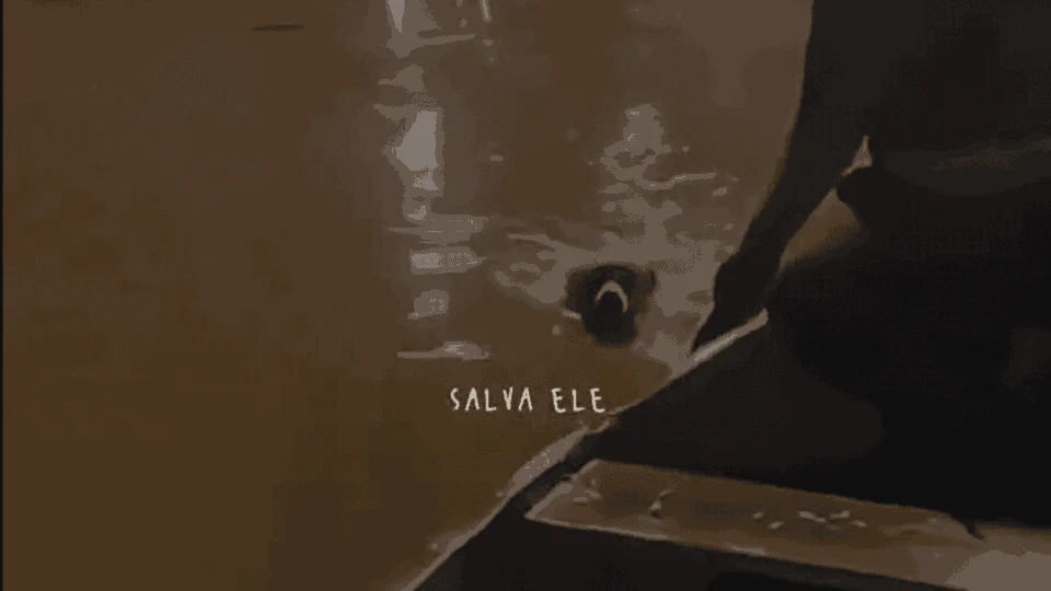 VÍDEO: pai e filha salvam cachorro da enchente no RS