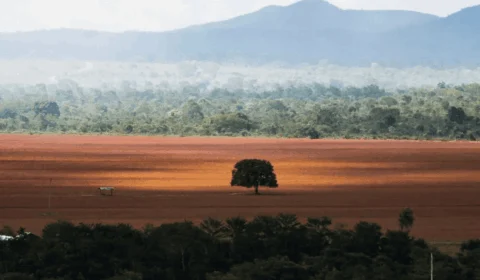 Cerrado supera Amazônia e se torna bioma mais desmatado do Brasil