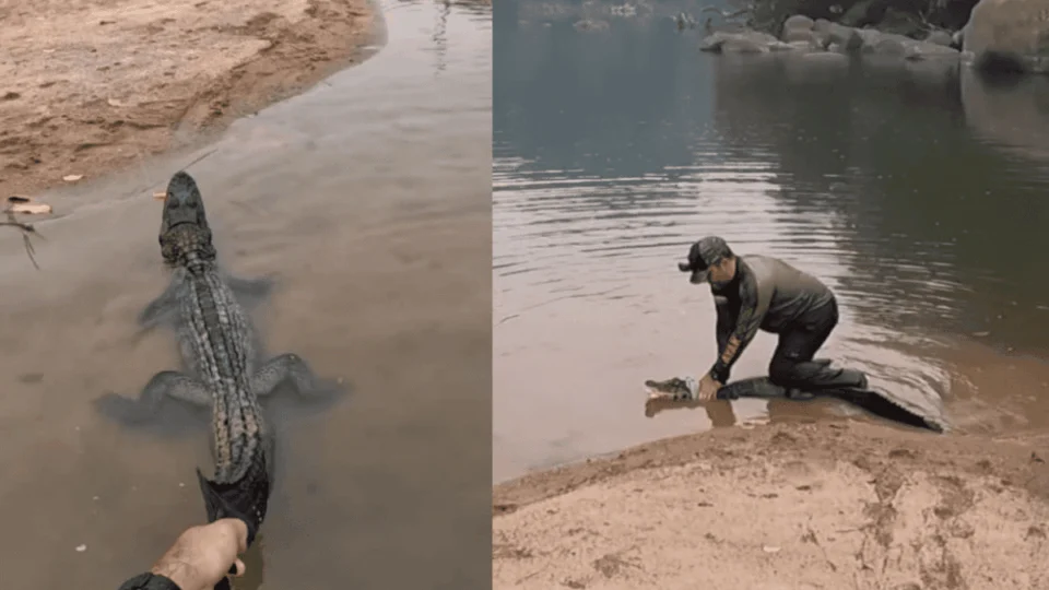 VÍDEO: homem pesca jacaré ‘sem querer’ e luta para tirar anzol do animal no AM