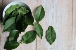 Ora-pro-nóbis: o que acontece se comer todos os dias? Descubra