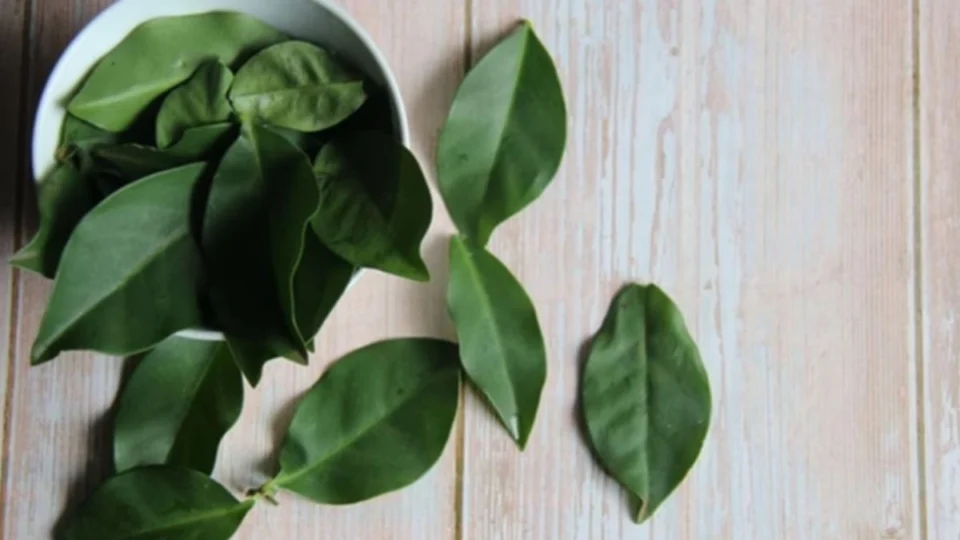 Ora-pro-nóbis: o que acontece se comer todos os dias? Descubra