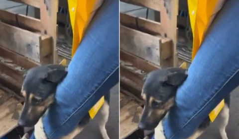 VÍDEO: cachorro resgatado toma atitude comovente com veterinária