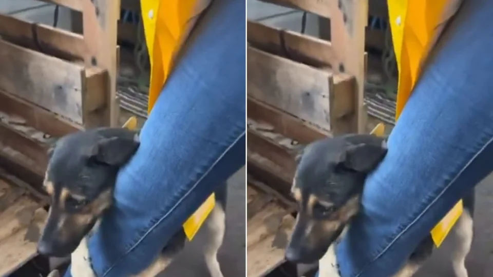 VÍDEO: cachorro resgatado toma atitude comovente com veterinária