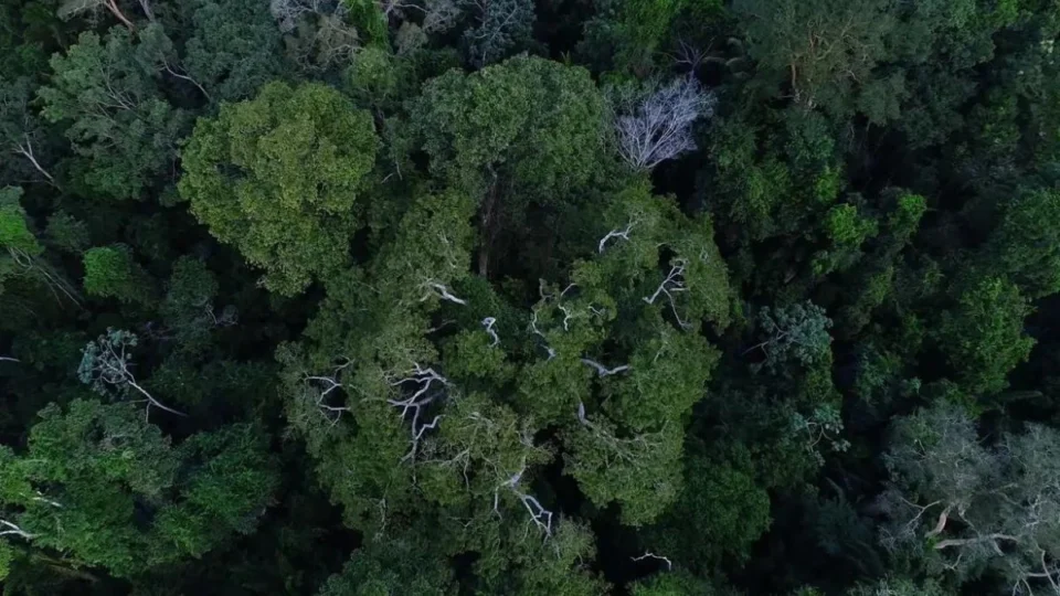 Amazônia: ‘Arco da Restauração’ pode gerar até 10 milhões de empregos