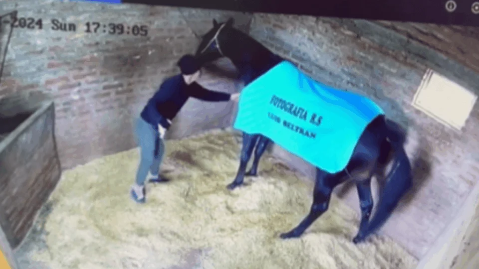 VÍDEO: brasileiro mata cavalo de R$ 150 mil envenenado na Argentina