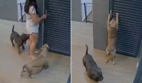 VÍDEO CURIOSO: mulher fica 1 hora presa após cachorra trancar a porta