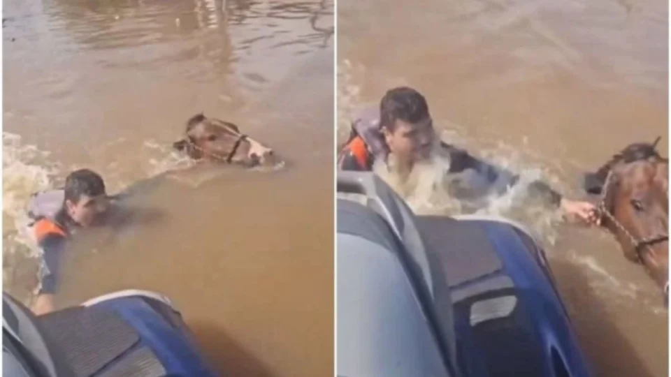 VÍDEO: cavalo submerso é salvo e filmagem do resgate viraliza