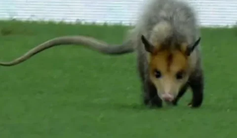 Vídeo mostra gambá ‘passeando’ no jogo Amazonas x Flamengo