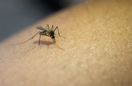 Amazonas registra quase 6 mil casos suspeitos de doenças transmitidas por mosquitos em 2025
