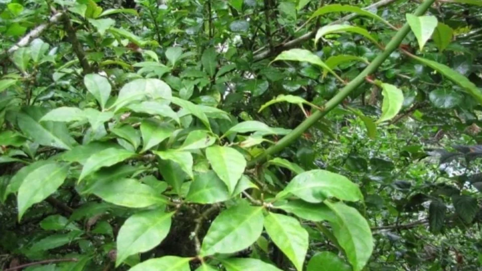 Ora-pro-nóbis cura quais doenças? Veja dicas de preparo