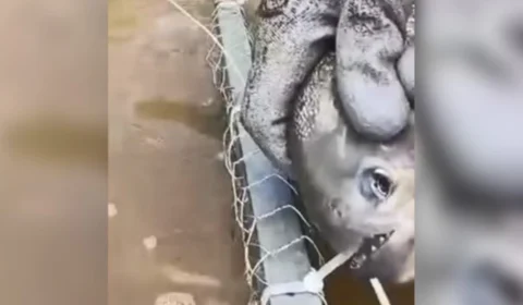 VÍDEO: piranha corta com os dentes armadilha de pesca