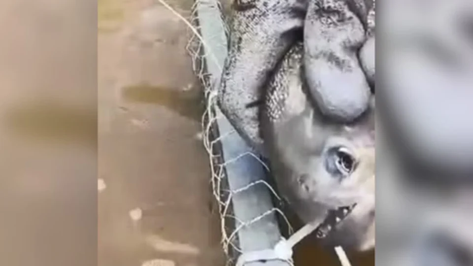 VÍDEO: piranha corta com os dentes armadilha de pesca