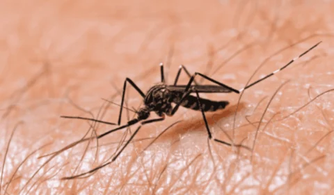 Dengue: DF registra 257 mil casos e Brasil lidera ranking da doença