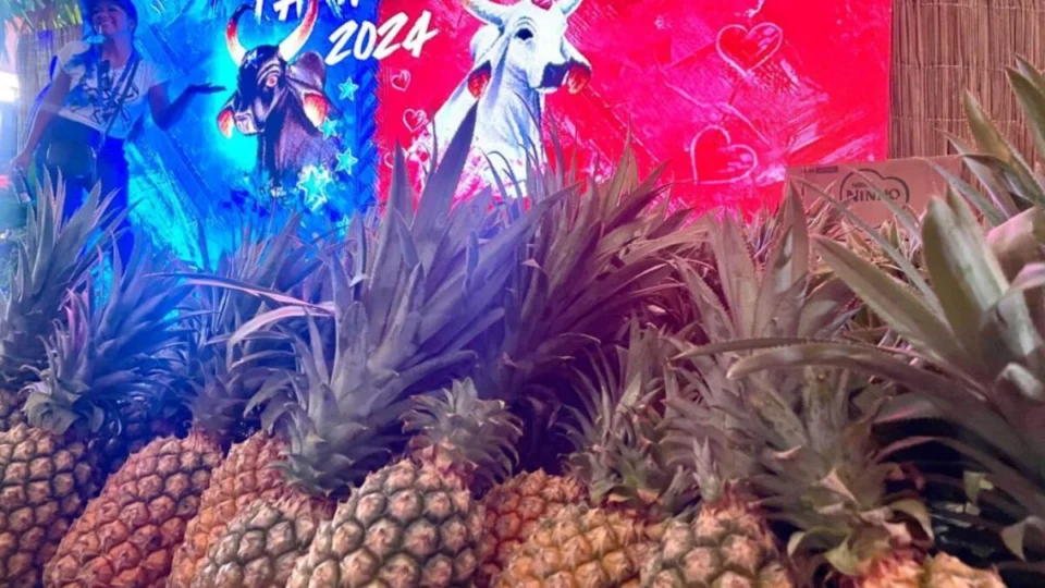 Abacaxis são distribuídos para visitantes no Festival de Parintins