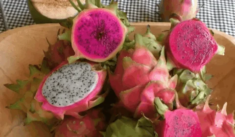 Fruta exótica: Plantação de pitaya transforma realidades e gera emprego no Tocantins
