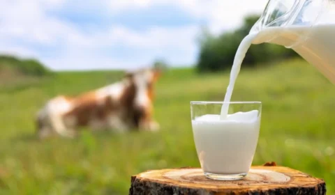 Dia Mundial do Leite: Mapa explica diferenças entre produtos lácteos