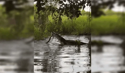 VÍDEO: jacaré e sucuri brigam por mais de 2 horas em rio do Pantanal