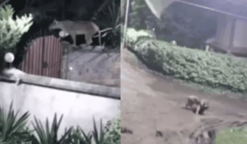 VÍDEO: leoa invade casa e foge com cachorro de estimação na boca