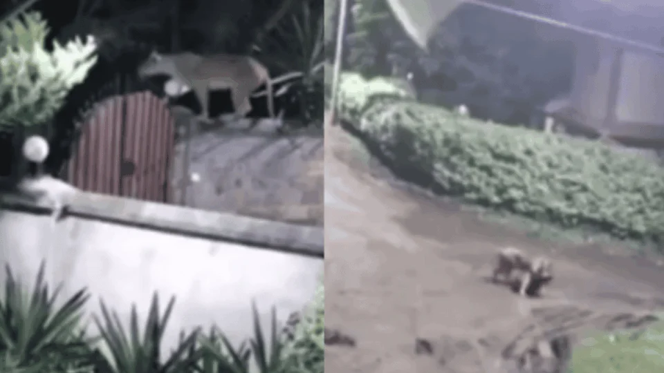 VÍDEO: leoa invade casa e foge com cachorro de estimação na boca