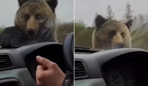 VÍDEO: Urso dá susto em casal durante falha em carro
