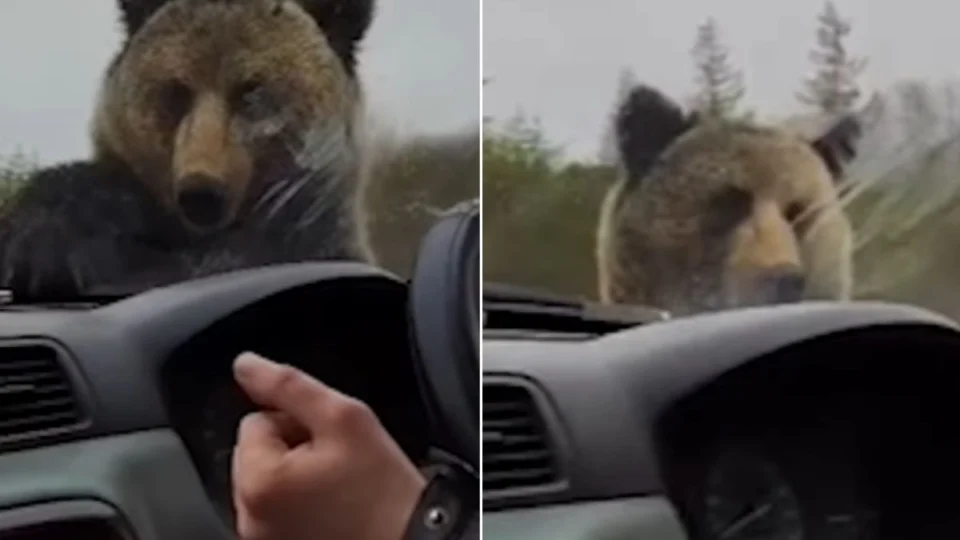 VÍDEO: Urso dá susto em casal durante falha em carro