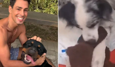 Em vídeo, Cauã Reymond mostra cachorra que sobreviveu após envenenamento