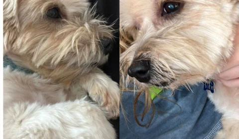 Após fugir, cachorro é sequestrado e homem cobra para devolver ao dono