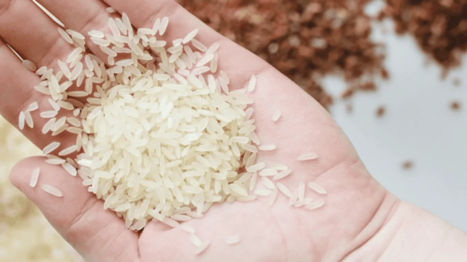 Deputados e CNA entram na justiça contra a importação de arroz