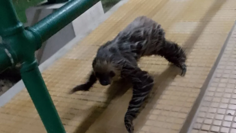 Bicho-preguiça é flagrado ‘passeando’ por Universidade do Amazonas