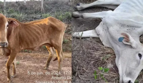 Morte de 7 mil bois em Roraima aconteceu em menos de 2 meses