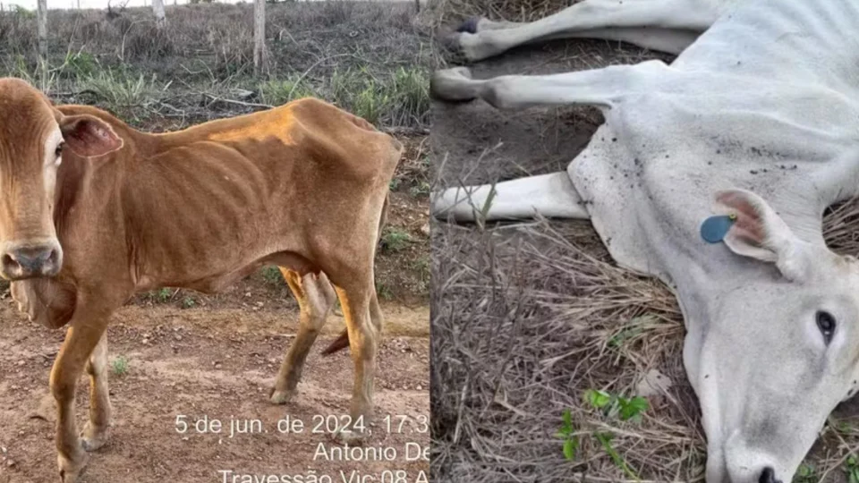 Morte de 7 mil bois em Roraima aconteceu em menos de 2 meses