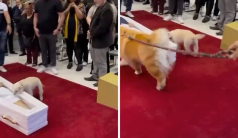 VÍDEO TRISTE: cachorros de Nahim chamam atenção no velório do cantor