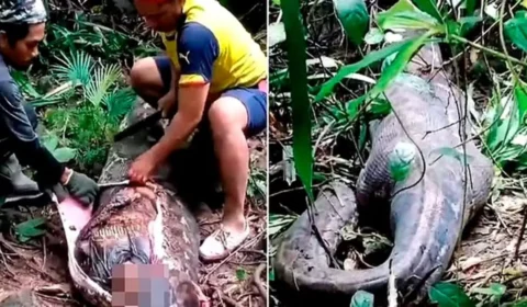 VÍDEO: Corpo de mulher é encontrado dentro de cobra píton gigante