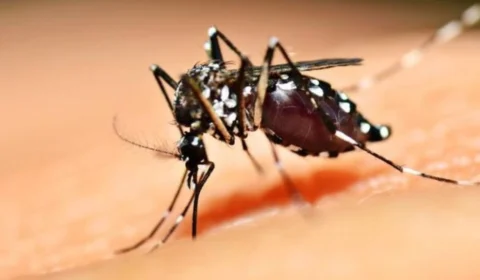 Dengue: Brasil se aproxima de 6 milhões de casos e 4 mil mortes