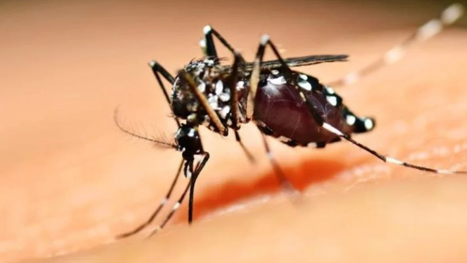 Dengue: Brasil se aproxima de 6 milhões de casos e 4 mil mortes