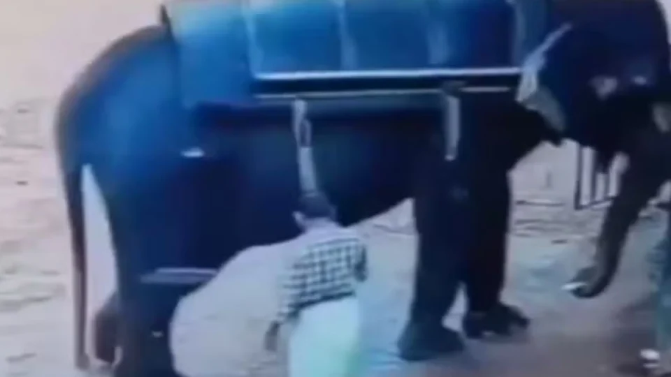 Em vídeo, elefante esmaga e mata treinador que o agrediu com vara